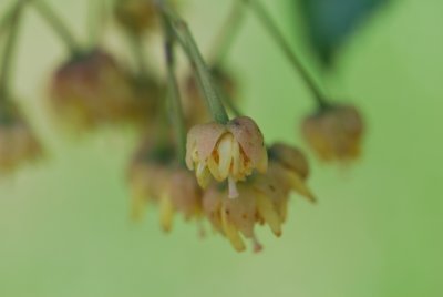 Tilia miqueliana - lípa Miquelova - květenství - detail